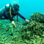 Rahasia Terumbu Karang Teluk Saleh: Ikan Gobi Mini yang Mengejutkan Dunia