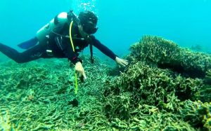 Rahasia Terumbu Karang Teluk Saleh: Ikan Gobi Mini yang Mengejutkan Dunia