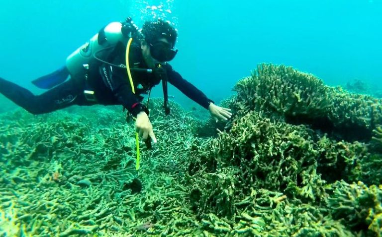 Rahasia Terumbu Karang Teluk Saleh: Ikan Gobi Mini yang Mengejutkan Dunia Rahasia Terumbu Karang Teluk Saleh: Ikan Gobi Mini yang Mengejutkan Dunia